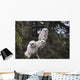 Three Great Horned Owl Chicks In A Tree Wall Mural