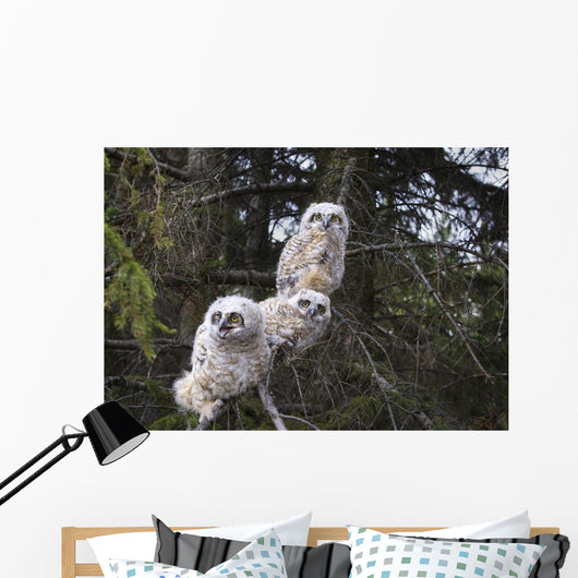 Three Great Horned Owl Chicks In A Tree Wall Mural