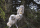 Three Great Horned Owl Chicks In A Tree Wall Mural