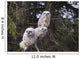 Three Great Horned Owl Chicks In A Tree Wall Mural
