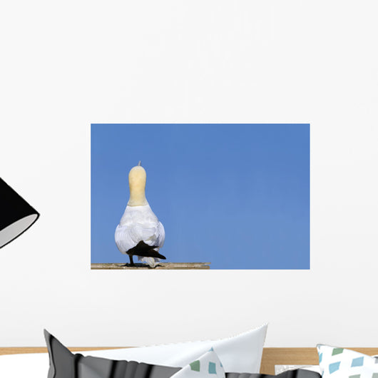 A Single Gannet Searches The Sky For Her Mate On Bonaventure Island Wall Mural