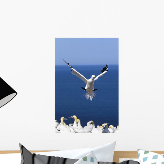 Gannet About To Land Into The Colony On Bonaventure Island Wall Mural