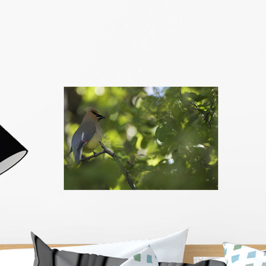 Cedar Waxwing On A Tree Branch Wall Mural
