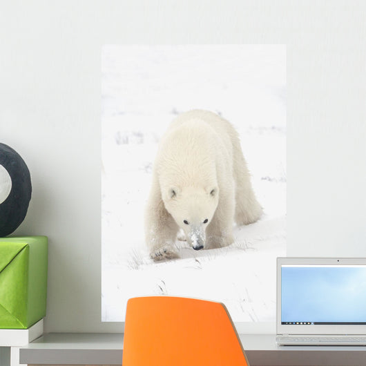 Curious Young Polar Bear Exploring Wall Mural