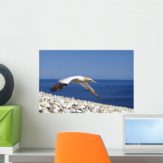 Gannet Flying Above The Colony Of Birds At Bonaventure Island Wall Mural