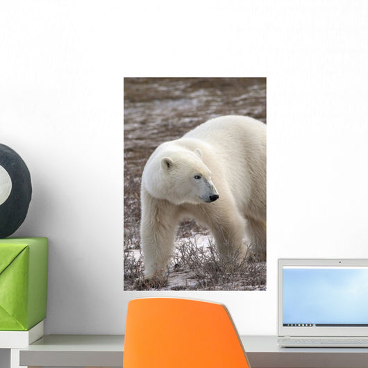 Polar Bear Who Is Very Dangerous Looking As He Explores The Territory Wall Mural