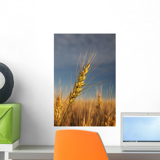 Ripe Wheat Head At Sunrise Wall Mural