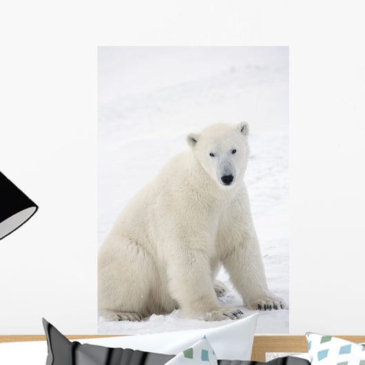 Polar Bear Sitting On His Hind Legs Gazing Into The Camera Wall Mural
