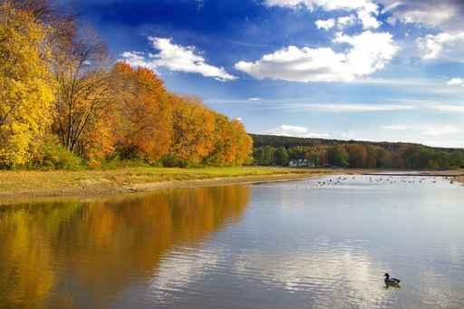 Autumn Deer Lake Wall Mural