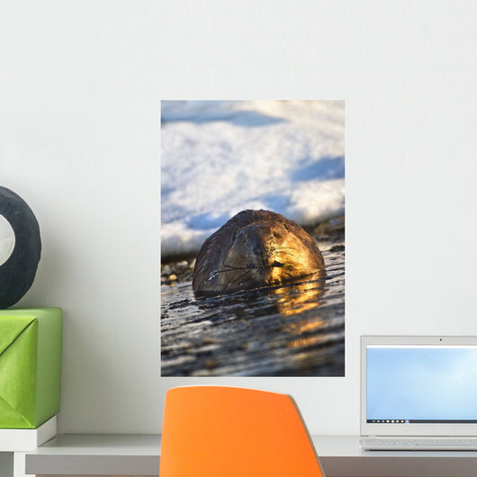 Beaver Swimming Wall Mural