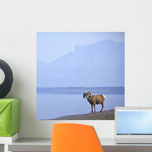 Bighorn Sheep On Water's Edge In Banff National Park Wall Mural