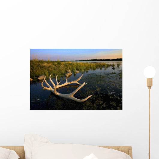 An Elk's Horns Lay Wall Mural