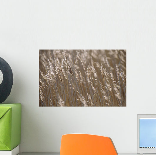 Reeds, Close Up Wall Mural