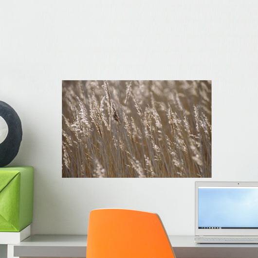 Reeds, Close Up Wall Mural