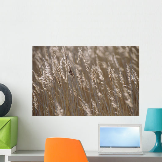 Reeds, Close Up Wall Mural