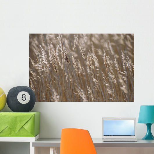 Reeds, Close Up Wall Mural