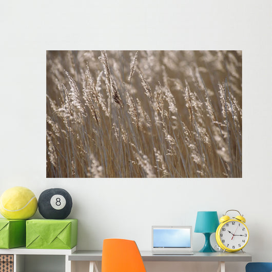 Reeds, Close Up Wall Mural