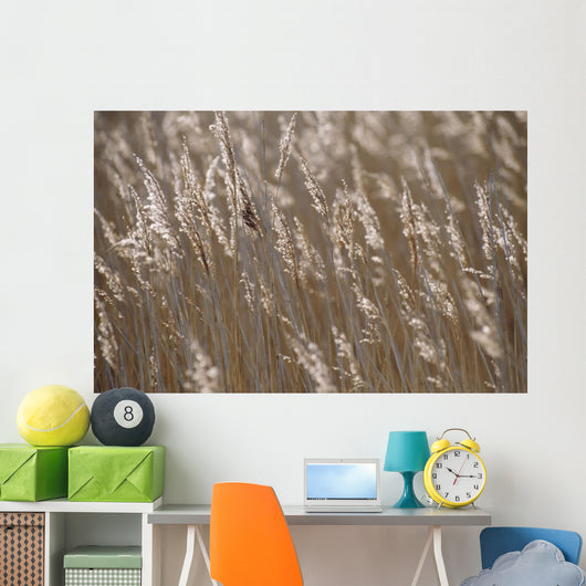 Reeds, Close Up Wall Mural
