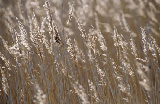 Reeds, Close Up Wall Mural