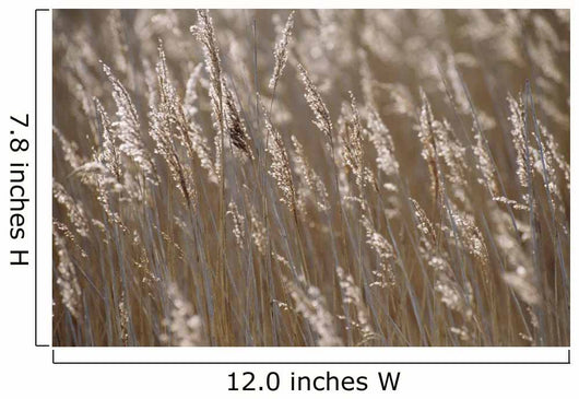 Reeds, Close Up Wall Mural