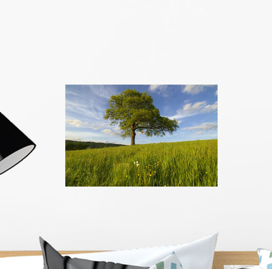 Single Oak Tree On A Hill Wall Mural
