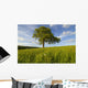 Single Oak Tree On A Hill Wall Mural