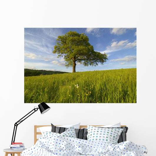 Single Oak Tree On A Hill Wall Mural