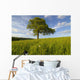 Single Oak Tree On A Hill Wall Mural