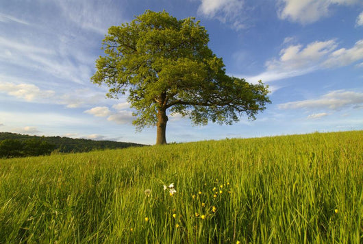 Single Oak Tree On A Hill Wall Mural
