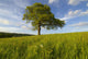Single Oak Tree On A Hill Wall Mural