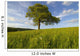 Single Oak Tree On A Hill Wall Mural