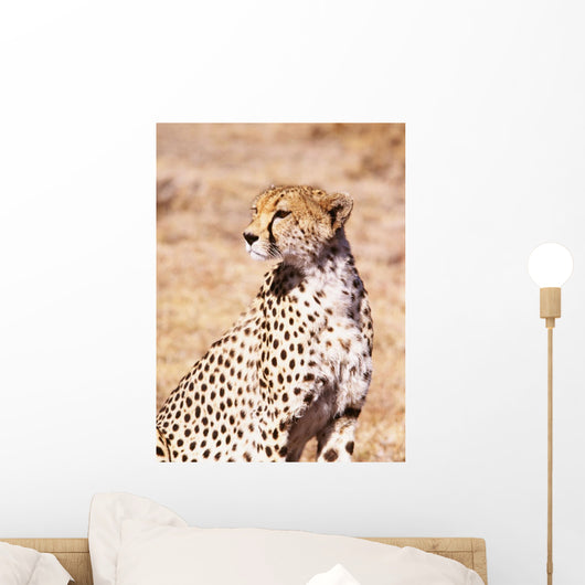 Cheetah In Maasai Mara Game Reserve Wall Mural