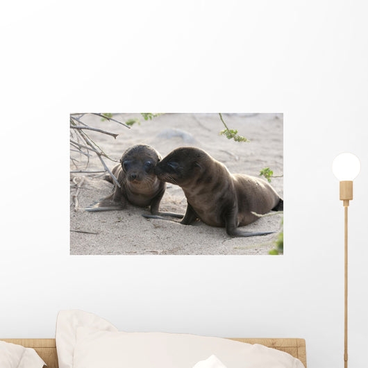 Bébé phoque jouant sur le sable, Galápagos et lion de mer Wall Mural