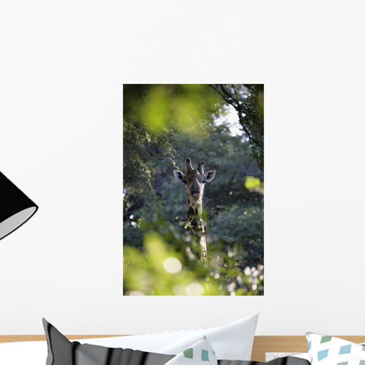 Giraffe As Seen Looking Through Trees, Namibia Wall Mural