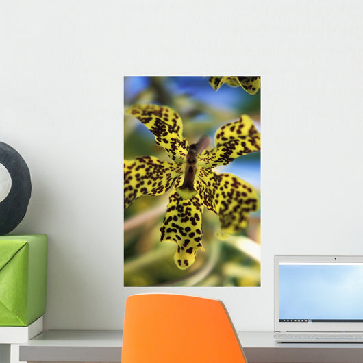 Yellow And Black Spotted Orchid Wall Mural