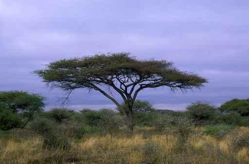 Acacia Tree Wall Decal