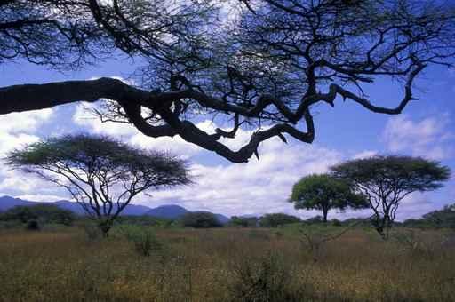 Acacias Wall Decal
