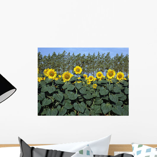 Sunflowers Wall Mural