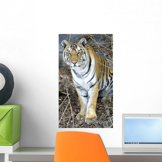 Bengal Tiger In Pench National Park Wall Mural