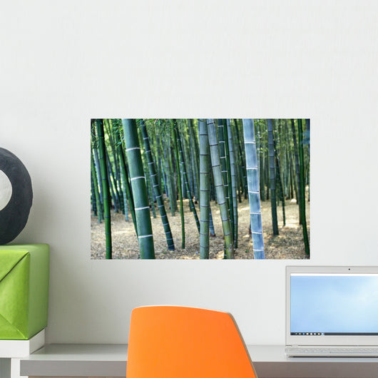 Bamboo Tree Forest, Close Up Wall Mural