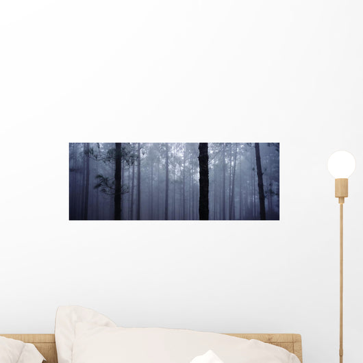 Pine Trees In Cloud In The 'forest Corona' Wall Mural