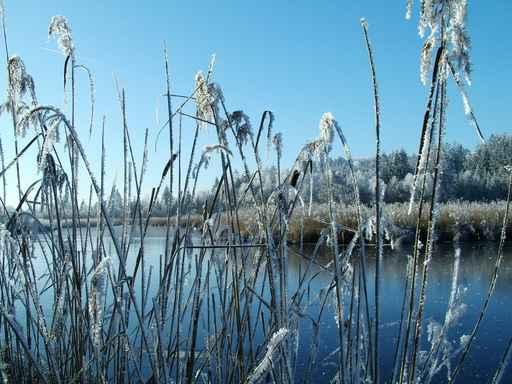 Wintersee Wall Decal