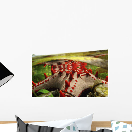 Brightly Colored Starfish In A Pool On The Reef Wall Mural