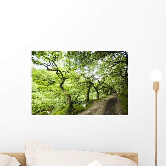 Dirt Road Through Woods Wall Mural