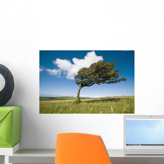 Wind-Swept Solitary Tree On Open Grassy Moorland Wall Mural