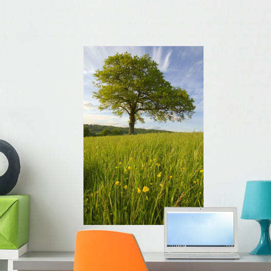 Solitary Oak Tree And Wildflowers In Field Wall Mural