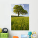 Solitary Oak Tree And Wildflowers In Field Wall Mural