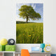Solitary Oak Tree And Wildflowers In Field Wall Mural