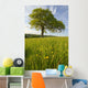 Solitary Oak Tree And Wildflowers In Field Wall Mural