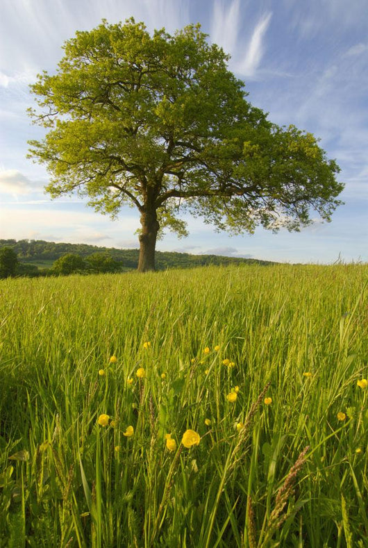 Solitary Oak Tree And Wildflowers In Field Wall Mural